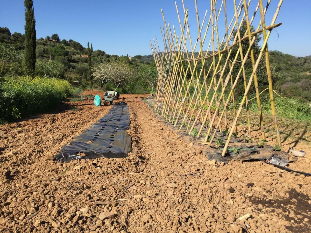 Podere Baloo Suvereto Ngoại thất bức ảnh